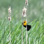 yellow headed blackbird, blackbird, bird, animal, plumage, wildlife, nature, marsh, avian, ornithology, bird, animal, plumage, plumage, plumage, wildlife, wildlife, wildlife, nature, marsh, marsh, marsh, ornithology, ornithology, ornithology, ornithology, ornithology
