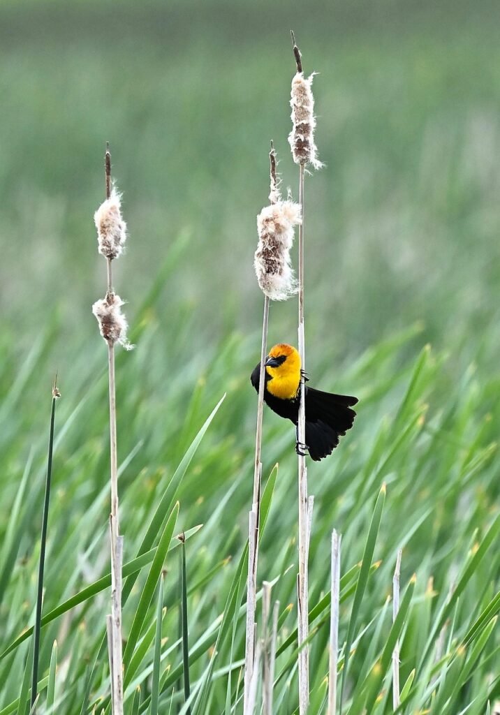 yellow headed blackbird, blackbird, bird, animal, plumage, wildlife, nature, marsh, avian, ornithology, bird, animal, plumage, plumage, plumage, wildlife, wildlife, wildlife, nature, marsh, marsh, marsh, ornithology, ornithology, ornithology, ornithology, ornithology
