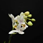 orchid, nature, beautiful flowers, flower background, flower, plant, flower wallpaper, blossom, bloom, close up, black wallpaper