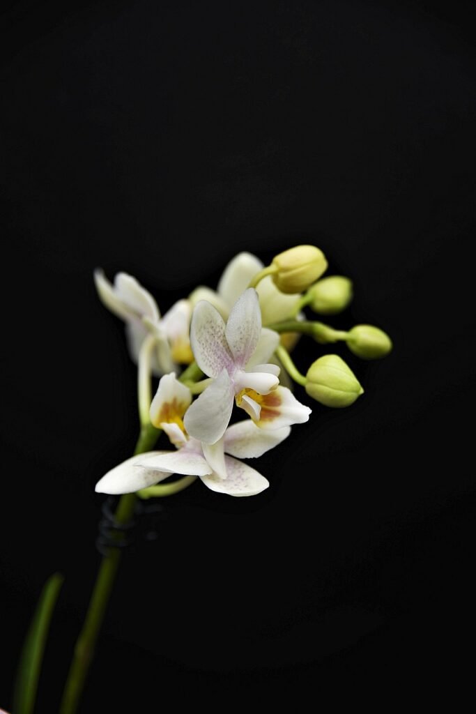 orchid, nature, beautiful flowers, flower background, flower, plant, flower wallpaper, blossom, bloom, close up, black wallpaper