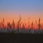 reed, reeds, glow, the reed fields exposure to, republic of korea, reed, reed, reed, reed, reeds, reeds, reeds, reeds, reeds